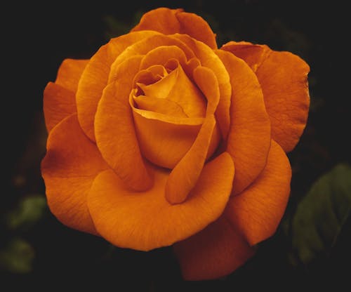 Close-Up Shot of an Orange Rose in Bloom