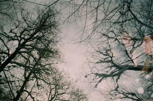 Free A dreamy reflection of bare branches against a cloudy winter sky. Stock Photo