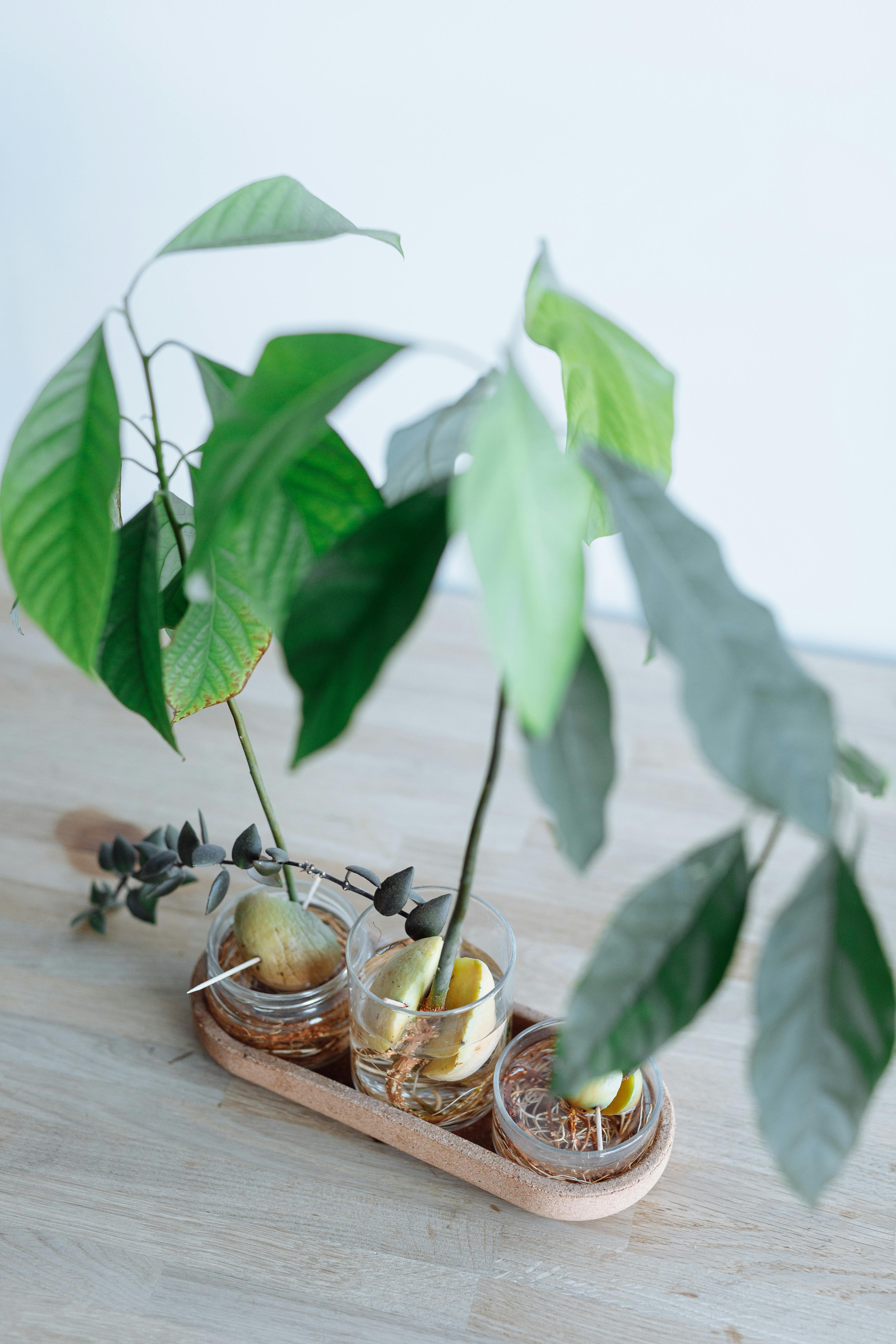 Young plants with green leaves growing in water-filled glasses on wooden tray.