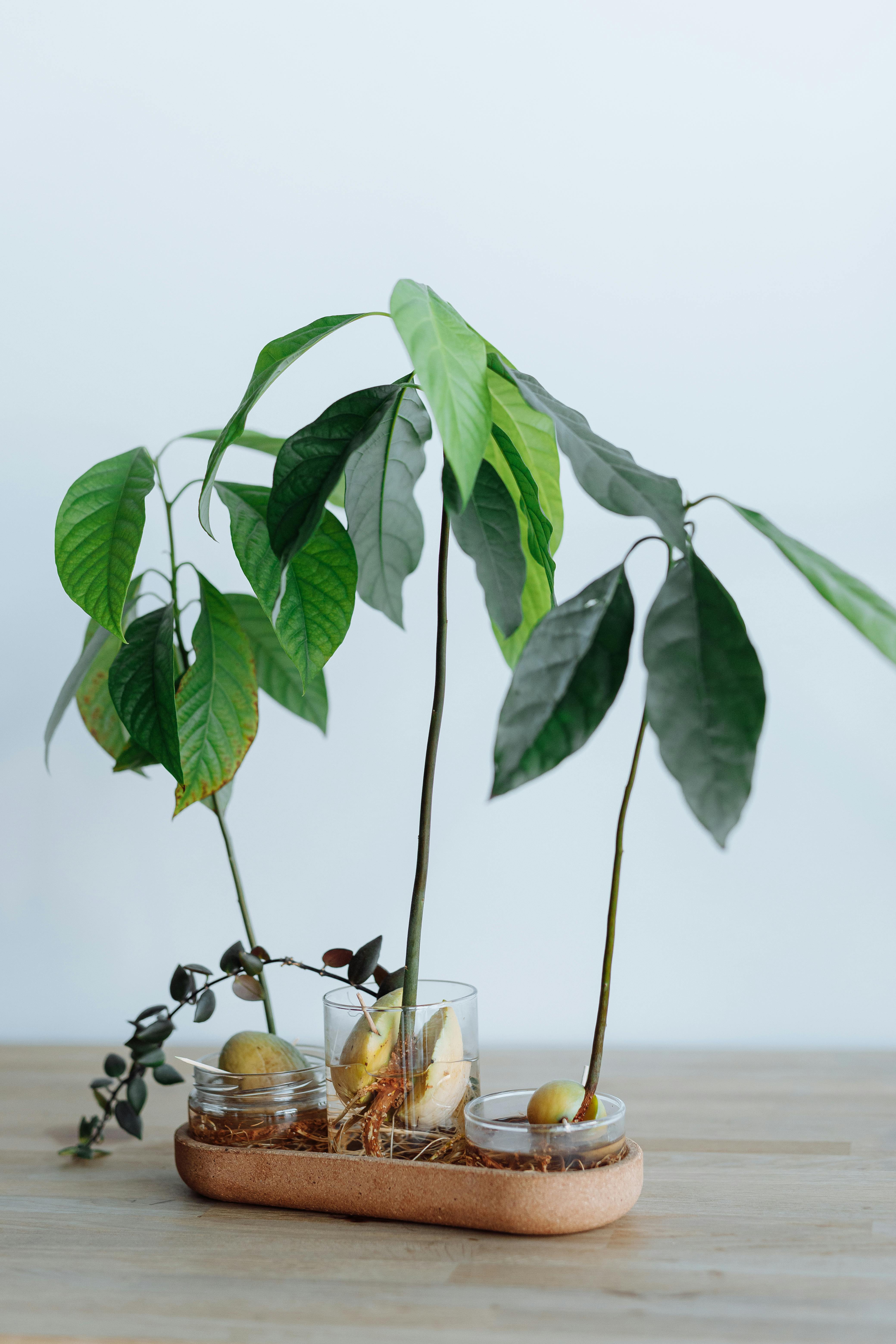 Minimalist setup of indoor plants in glass containers with seeds on a wooden table.