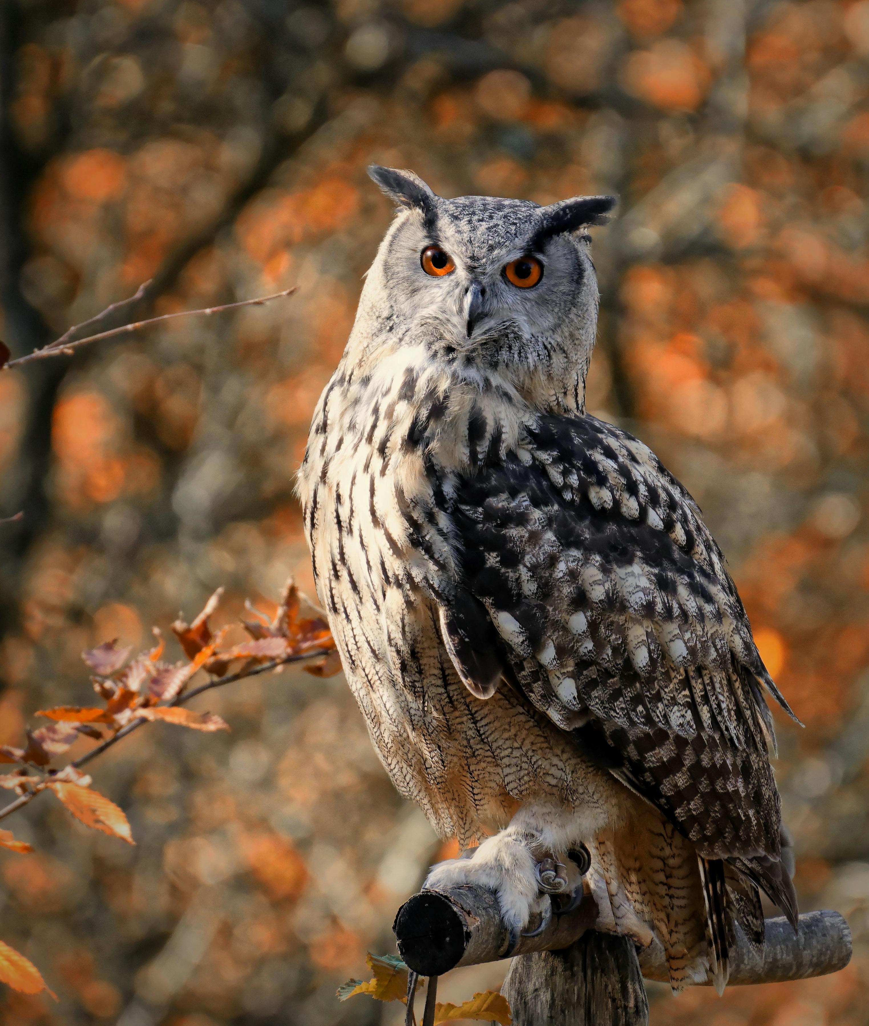Closeup Photo of Owl with One Eye Open · Free Stock Photo