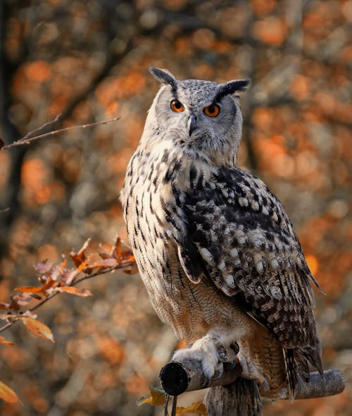 Free stock photo of avian, bird of prey, bird photography