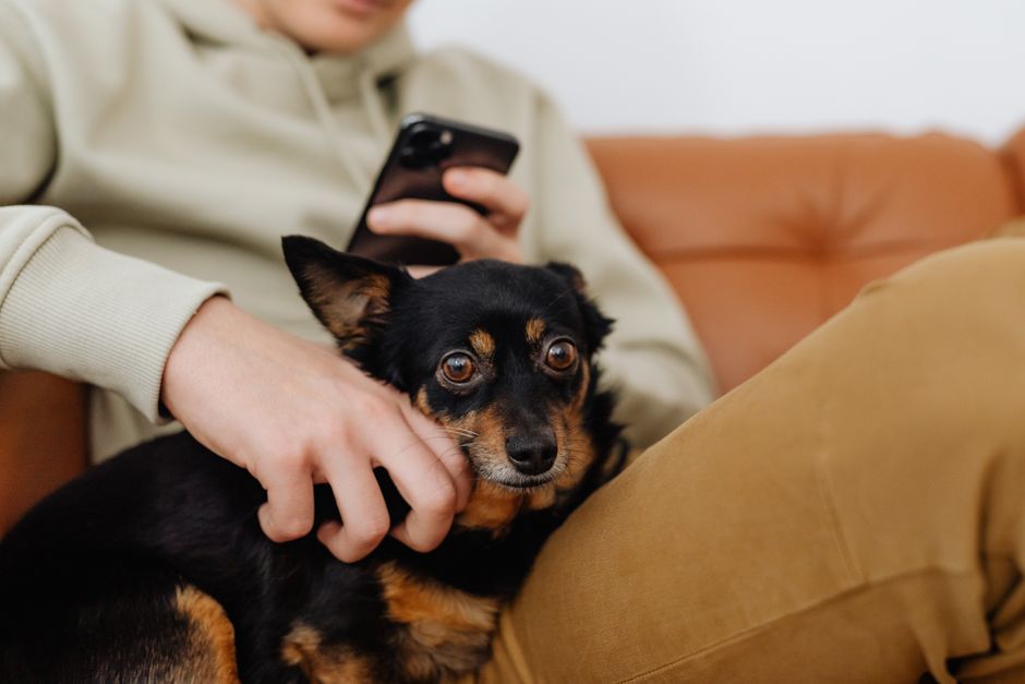 Les compagnons — Communication animale à Cepoy