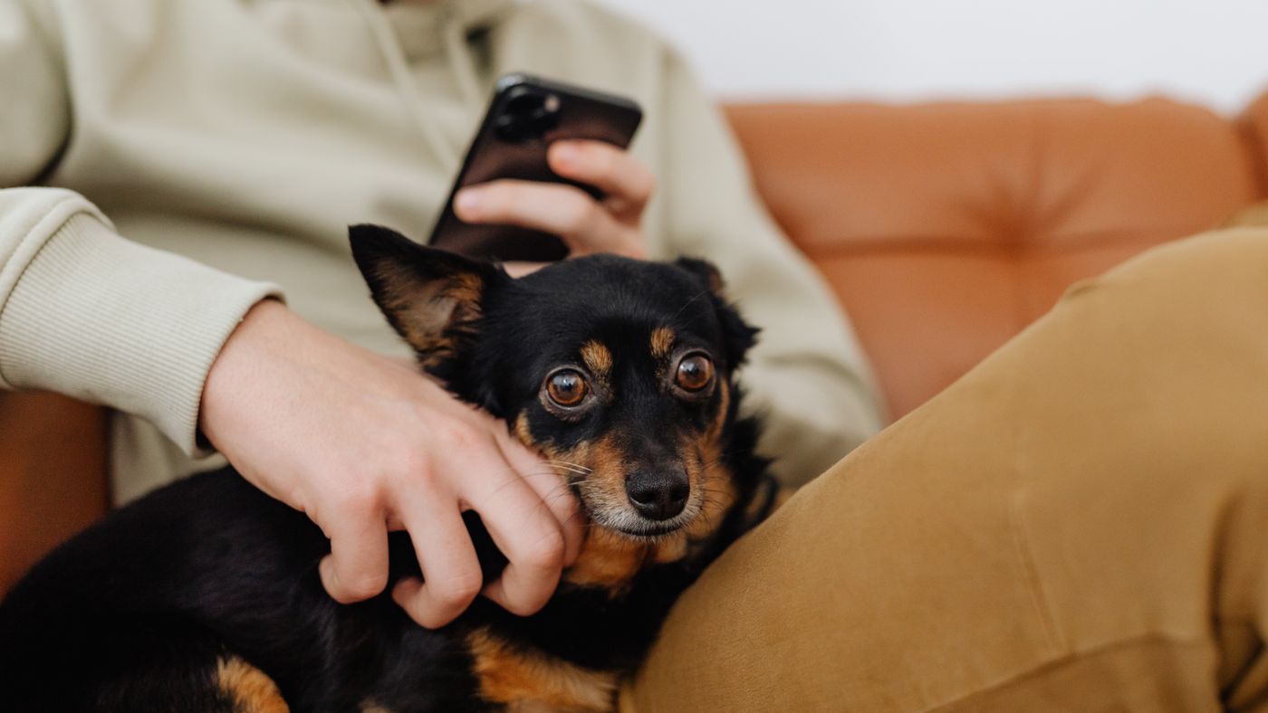 Your Dog Has Allergies Too: What Owners Can Actually Do