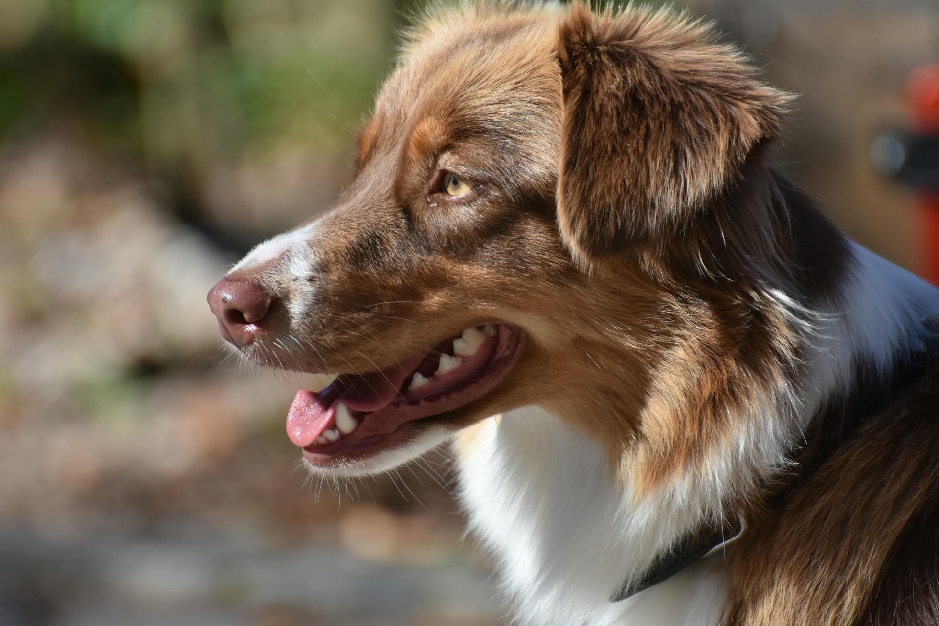 Portrait of a Brown and White Hairy Dog