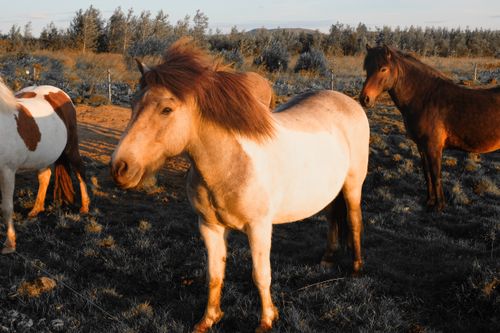 Free Beautiful Icelandic horses standing peacefully in a grassy field at sunset. Stock Photo
