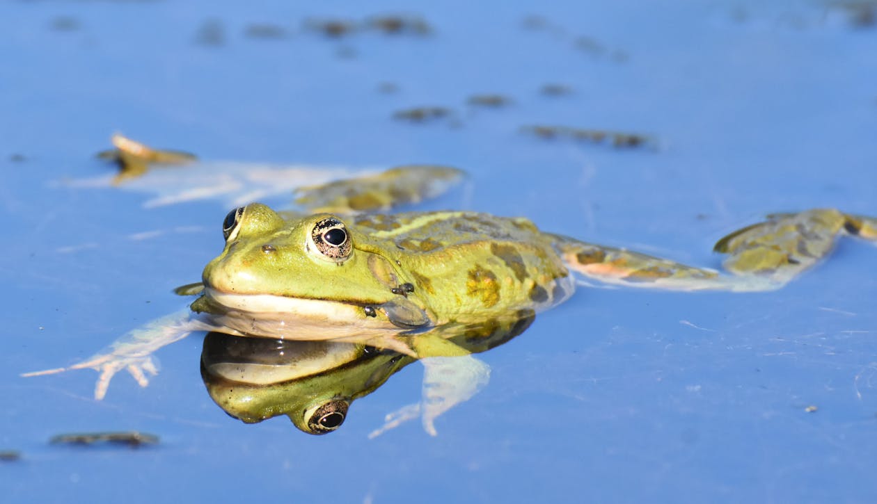 Close-up of a Frog in Water 