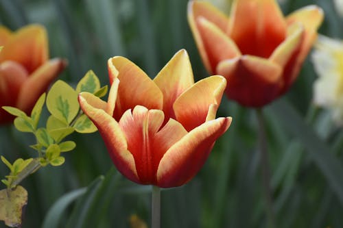 Gratis arkivbilde med bakgrunnsbilde, blomster, blomsterblad