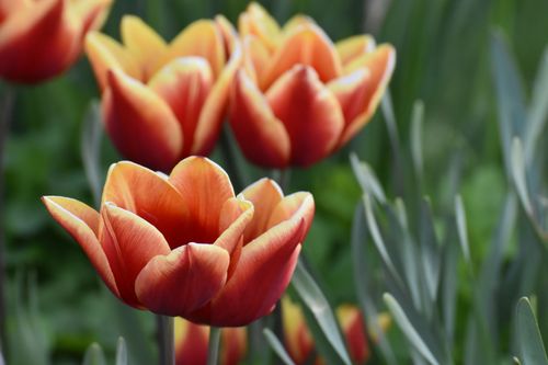 Free Close-up of vibrant red tulips with yellow hues in a lush green garden. Stock Photo