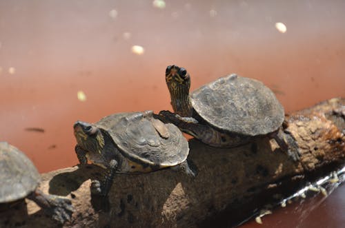 Dos Tortugas Marrones En La Rama De Un árbol