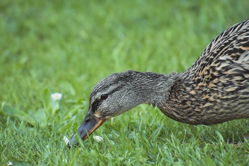 Základová fotografie zdarma na téma detailní záběr, divočina, divoký