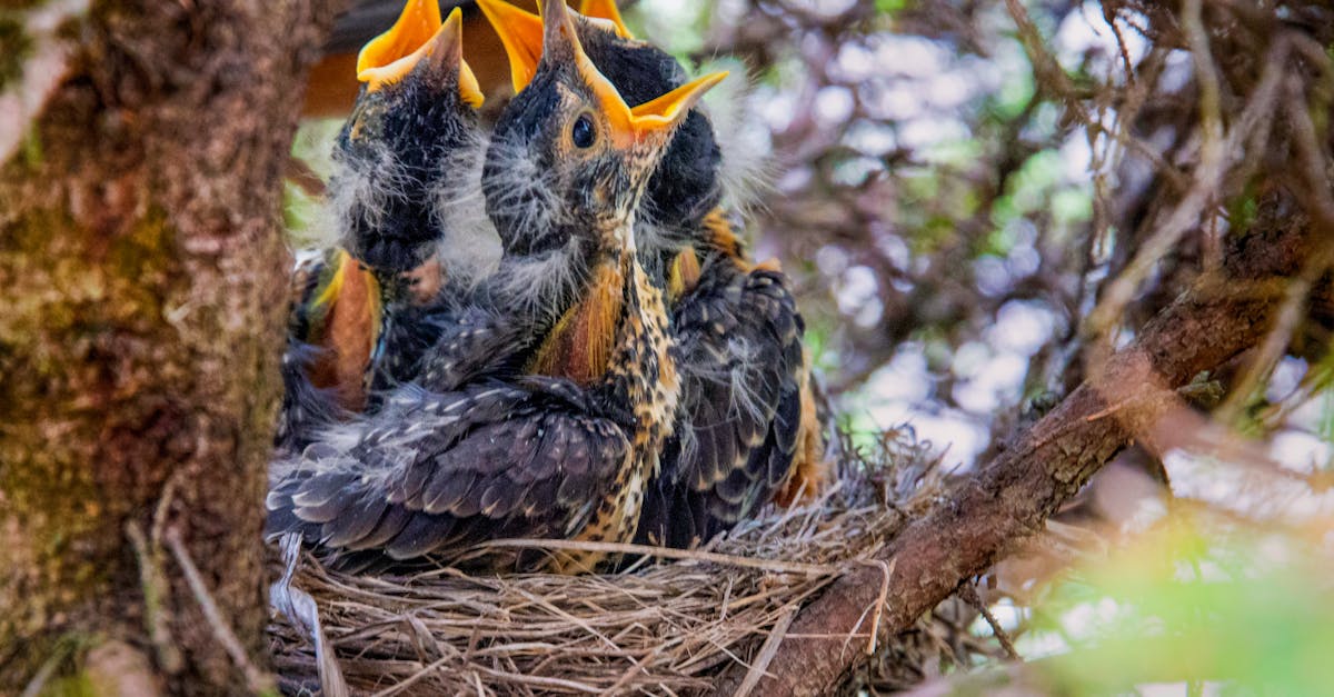 How to hornets make nest