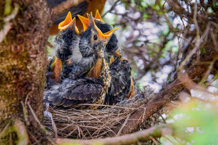 Small Birds In Nest With Open Mouths