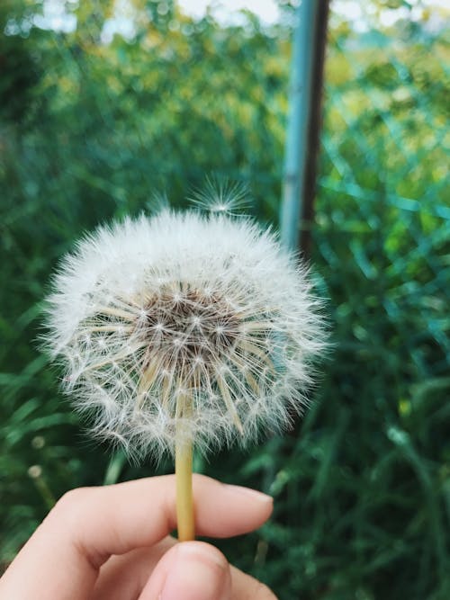 Personne Tenant Une Fleur De Pissenlit Pendant La Journée