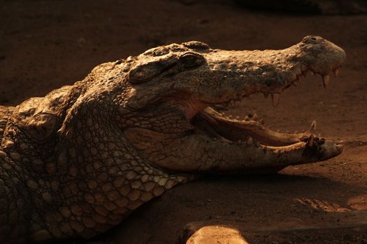 Close up of Crocodile