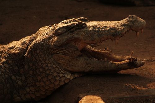 Free Detailed close-up of a crocodile's head with open jaws in a natural setting. Stock Photo