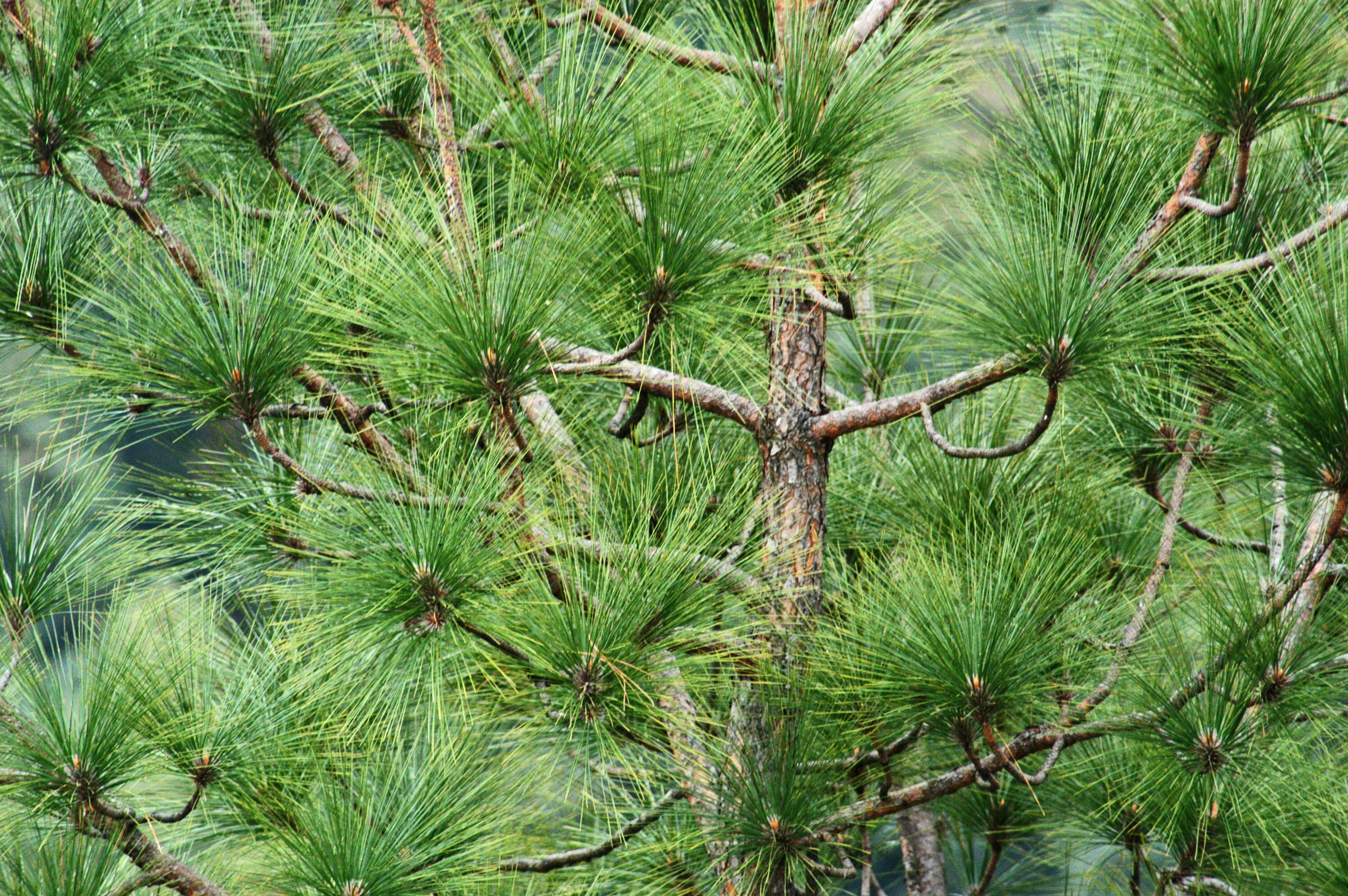 Kostenloses Foto zum Thema äste, baum, draußen