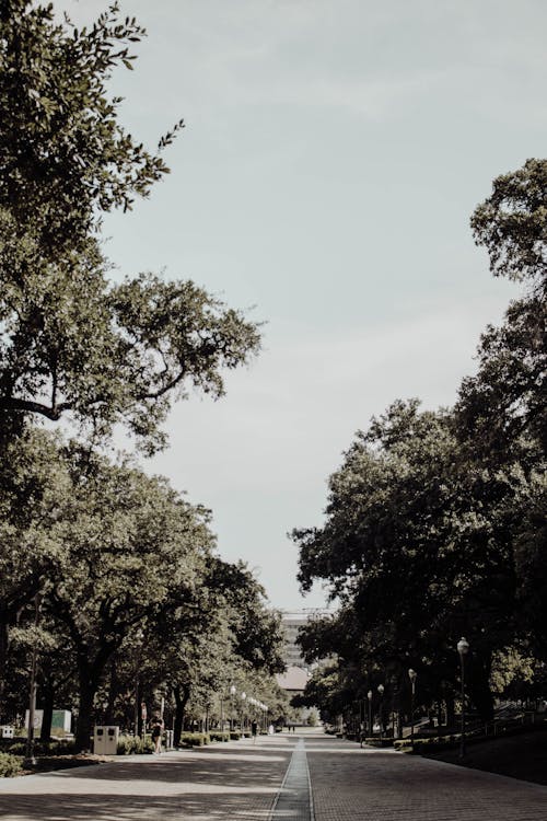คลังภาพถ่ายฟรี ของ ต้นไม้สีเขียว, ถนนคอนกรีต, ท้องฟ้าสีขาว