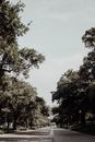 Green Trees Under Blue Sky