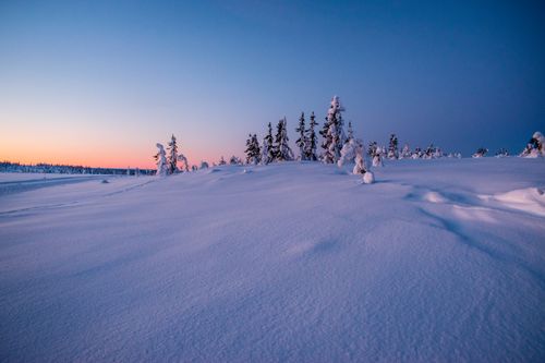 Free Peaceful winter landscape with snowy field and evergreen trees at dusk, showcasing serene natural beauty. Stock Photo