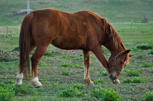 Close-Up Shot of a Brown Horse on a Grassland