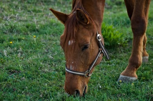 Free A brown horse with a halter eating grass in a lush green pasture on a sunny day. Stock Photo