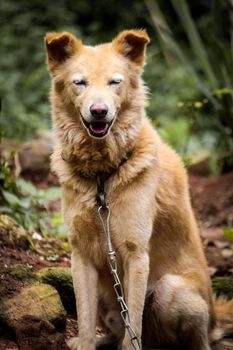 Golden brown dog in sunlight sitting outdoors with a chain.