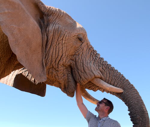 A Man Touching an Elephant