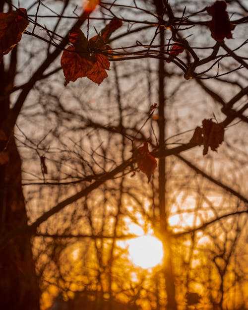 Fotos de stock gratuitas de fondo del atardecer, fotografía de naturaleza, hojas de otoño