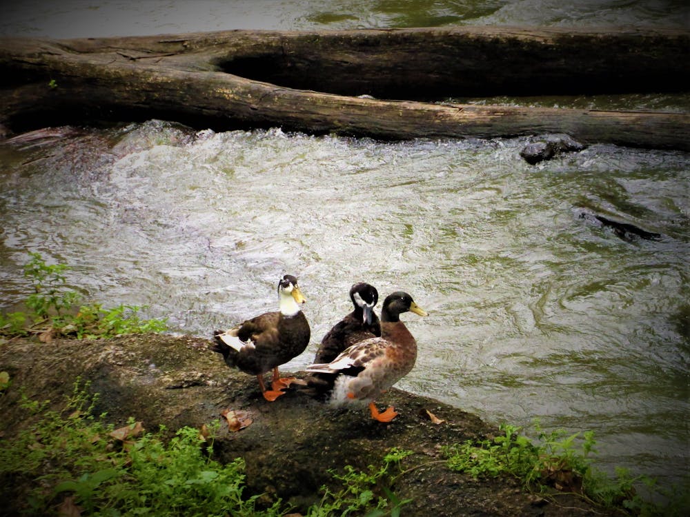 ördek, ördek kuşu içeren Ücretsiz stok fotoğraf