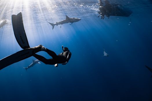 Full body faceless diver in wetsuit snorkeling mask and flippers swimming in dark blue seawater near fish