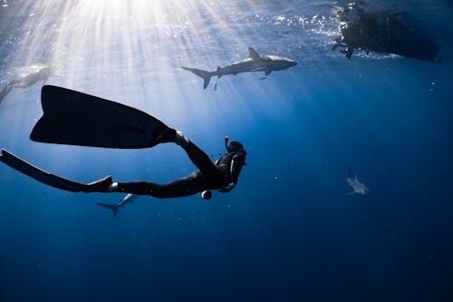 Free Full body anonymous diver wearing wetsuit and flippers swimming in dark blue seawater near big fish Stock Photo