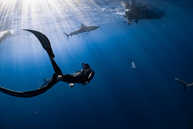 Anonymous Diver Swimming Undersea Near Big Fish