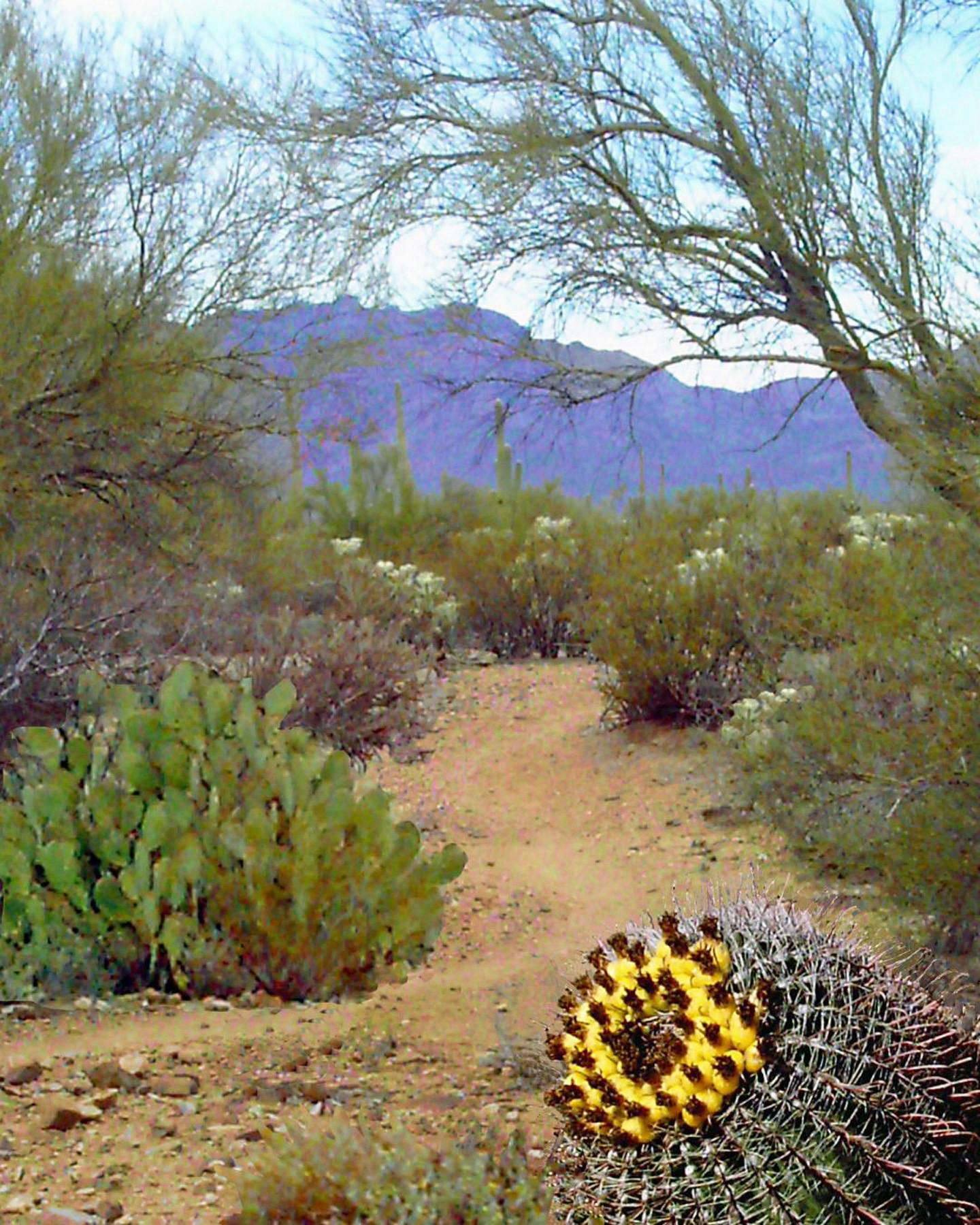 Free Stock Photo Of Cactus, Southwest