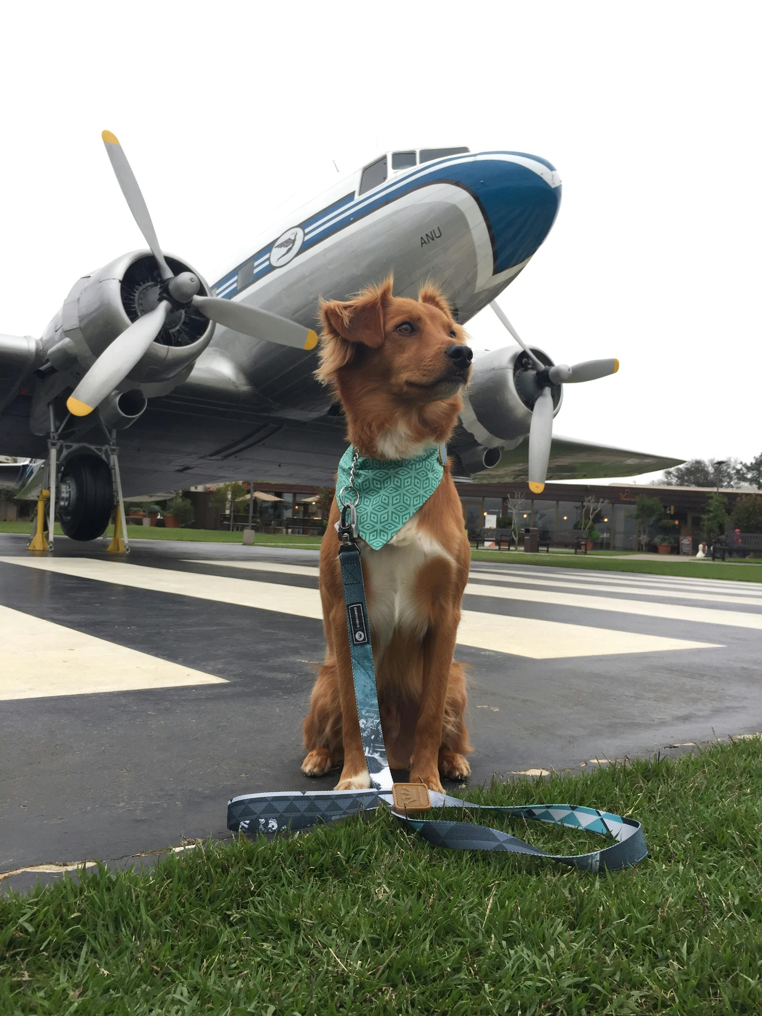 Free stock photo of dog plane