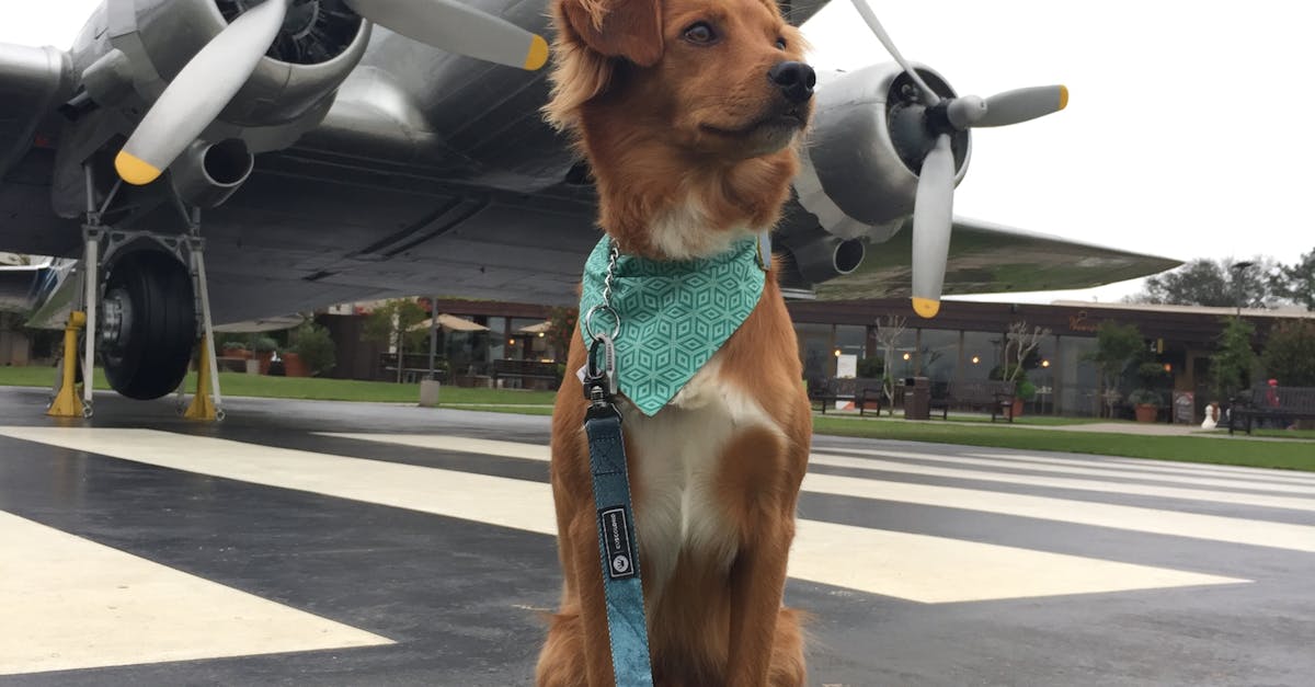 Free stock photo of dog plane