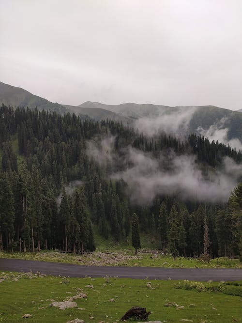 Foto d'estoc gratuïta de a l'aire lliure, amb boira, bosc