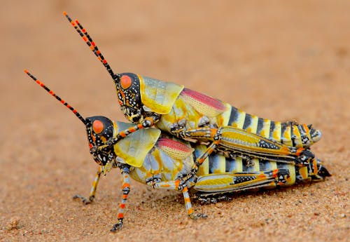 Macro Shot of Grasshopper Mating on the Sand