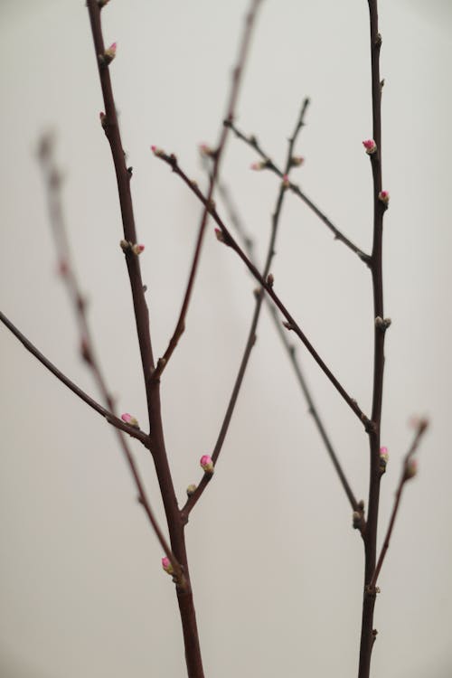 垂直ショット, 春, 枝の無料の写真素材