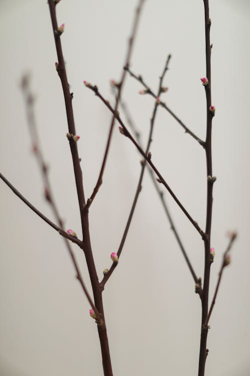 Foto d'estoc gratuïta de arbre nu, branques, brots