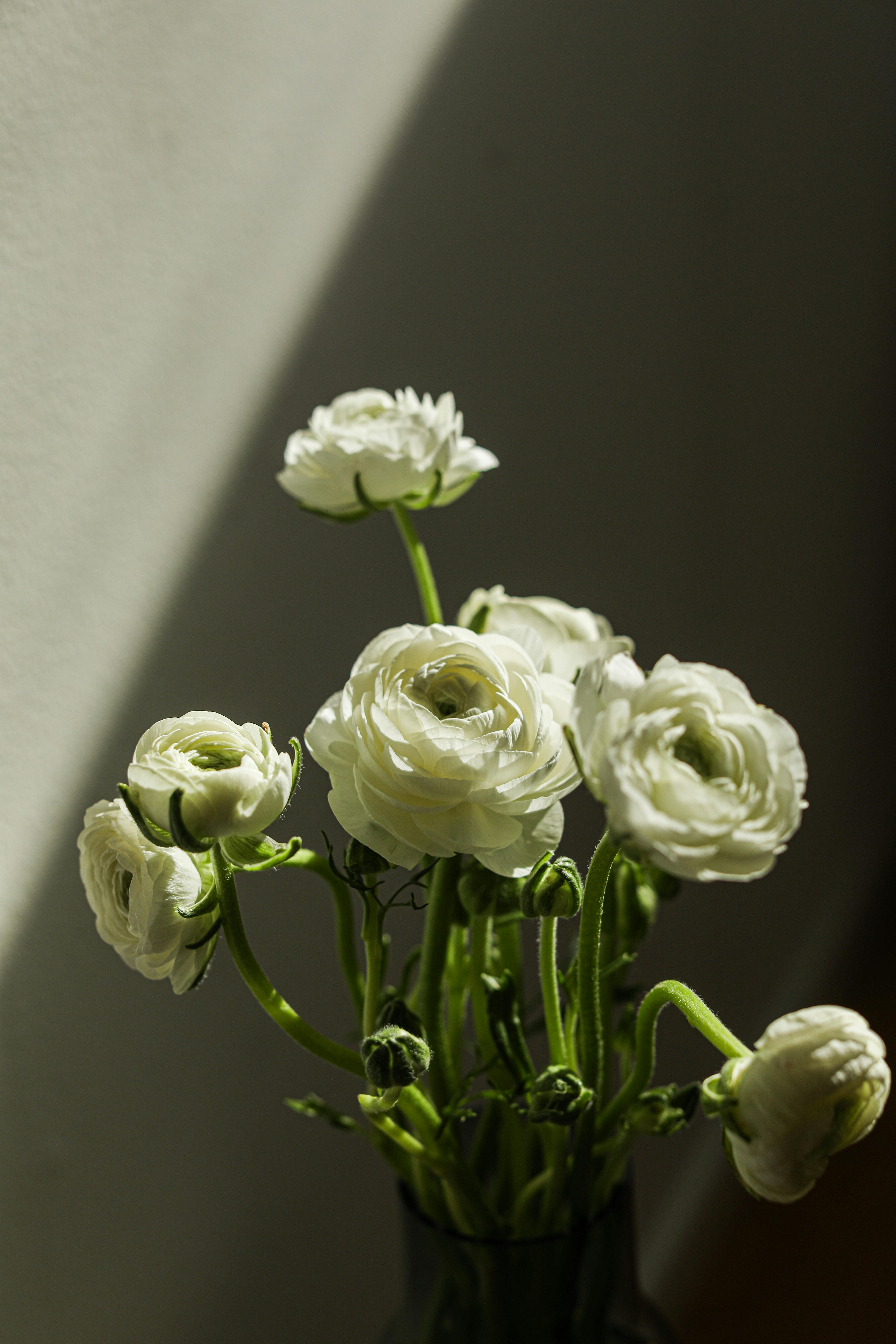 A close-up of white ranunculus flowers in a vase with soft natural light indoors.
