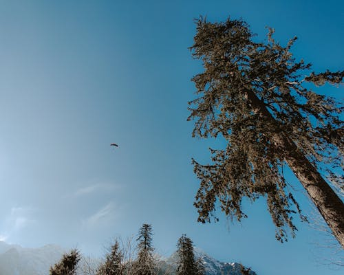 Free Bird Flying over Green Tree Stock Photo