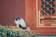 White and Black Bird on Brown Wooden Window