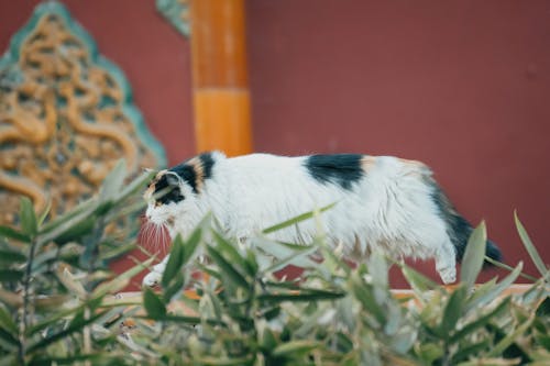 Shallow Focus of a Cat Walking behind the Plants