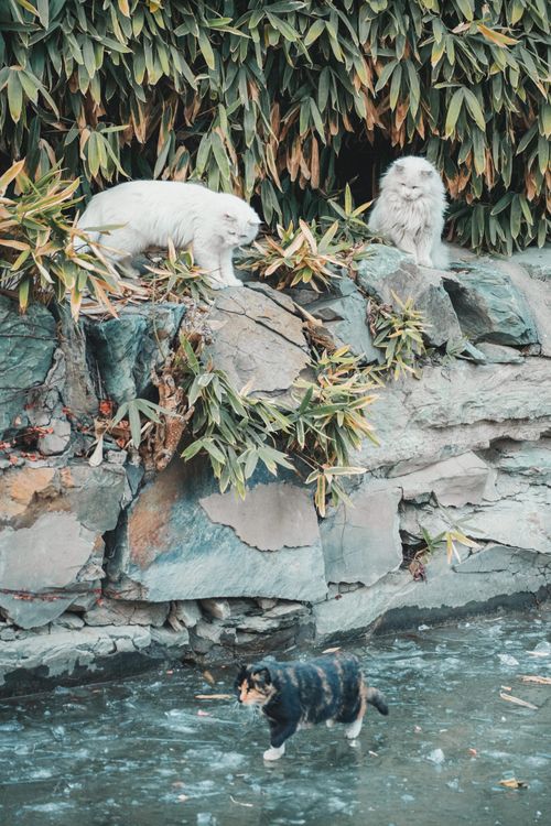 Free Three cats perched and walking by a rock-filled stream, surrounded by lush bamboo plants. Stock Photo