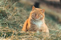 Free stock photo of animal, beijing, cat