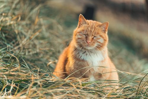 Free Cute ginger tabby cat enjoying a peaceful moment amidst sunny grass blades. Stock Photo