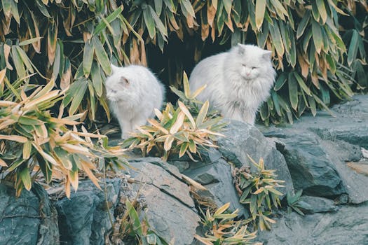 Two fluffy white cats exploring rocky terrain amidst lush green leaves outdoors.