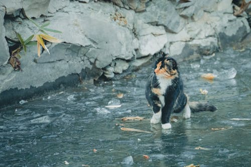 Foto d'estoc gratuïta de aigua de pluja, animal domèstic, assegut