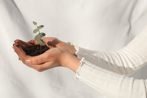 Free A Woman Holding a Plant with Soil Stock Photo